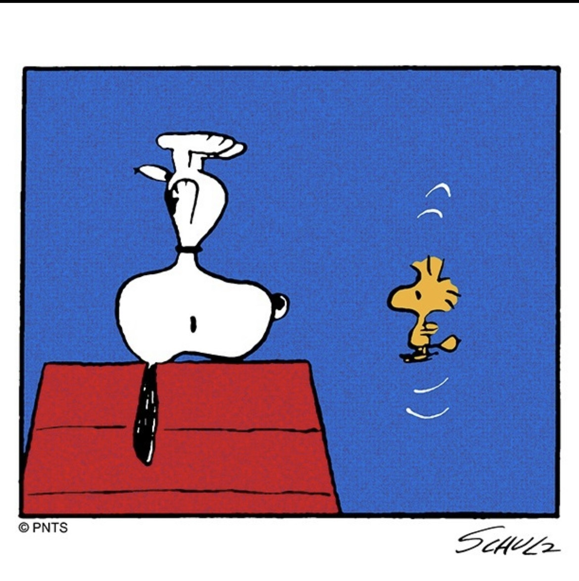Snoopy  (3)
