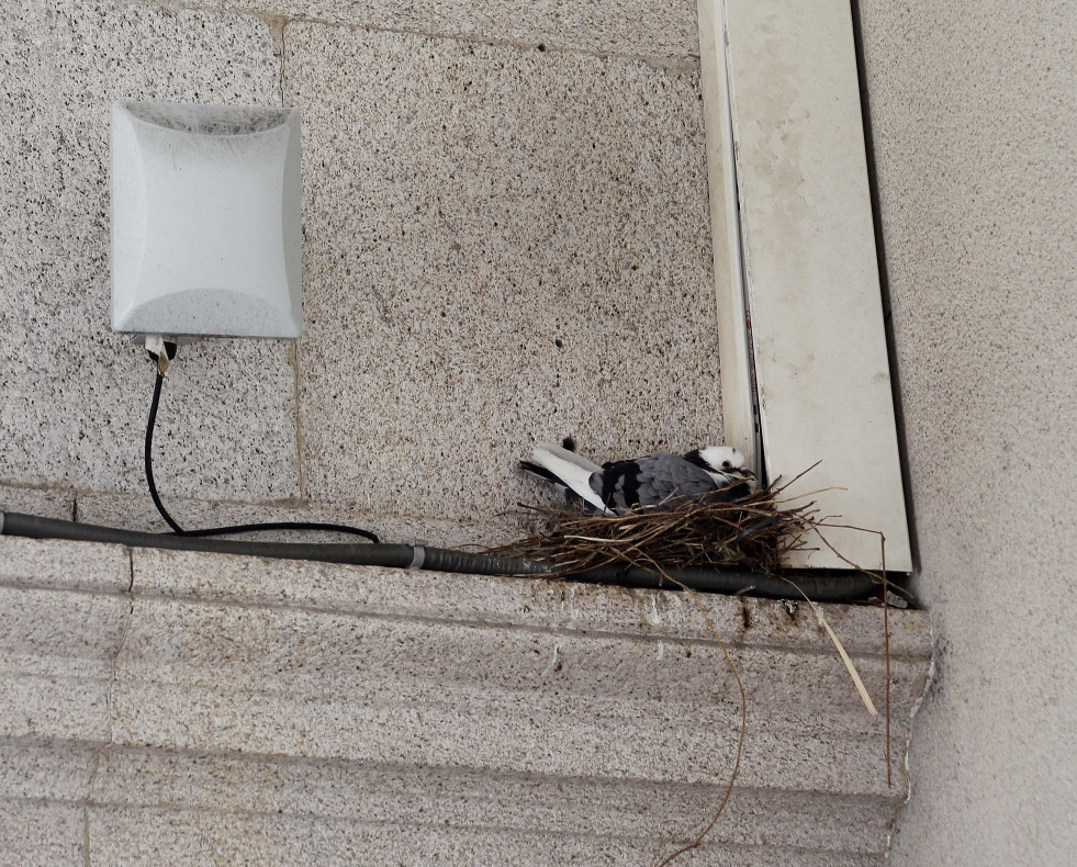 Nido de palomas en el Palacio Municipal de María Pita @ Quintana (1)